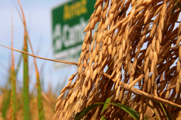 Produção arroz crescerá 14% em 10 anos A produção dos principais grãos deverá passar de 177,8 milhões de toneladas em 2013 para 222,7 milhões em 2023