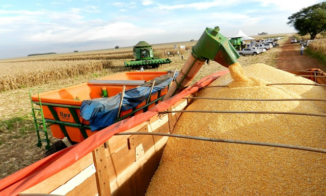 Aprosoja/MS realiza lançamento da colheita do milho safrinha nesta quinta-feira Foto: Divulgação