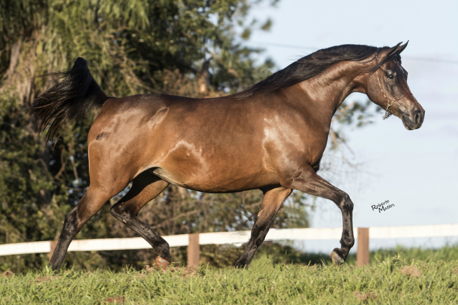 Cavalo árabe: o melhor da raça em leilão do Haras Engenho no dia 4 de julho Foto: Divulgação