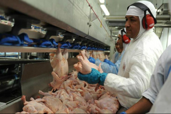 Volume de frango exportado no primeiro trimestre cai 7,5% Mesmo com queda no volume embarcado, receita com as vendas de frango para o Exterior apresentou aumento de 9,2%, segundo a Ubabef. Agencia RBS