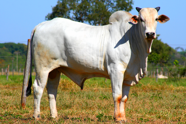Boi: Queda de preços no mercado de reposição Foto: Divulgação