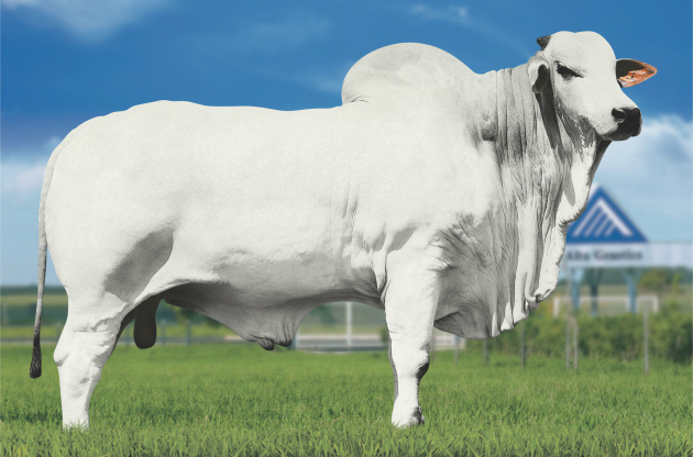 Pecuaristas lideram ranking da raça Nelore em MS Pecuaristas lideram ranking da raça Nelore em MS