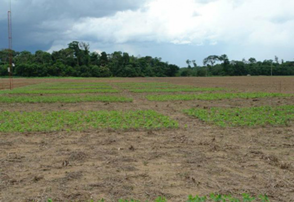 Câmara aprova Política Nacional de Integração Lavoura-Pecuária Sistemas integrados compreendem o uso do solo, de forma conjunta ou alternada, para atividades agrícolas, florestais ou de pecuária.Foto: Cledir Schuck