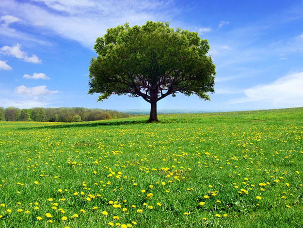 Até 2020, indústria brasileira de árvores prevê investir R$ 53 bilhões e ampliar mercado externo Até 2020, indústria brasileira de árvores prevê investir R$ 53 bilhões e ampliar mercado externo