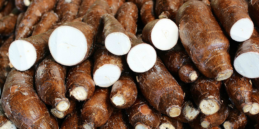 Mandioca: Preços da raiz não cobrem nem custos operacionais