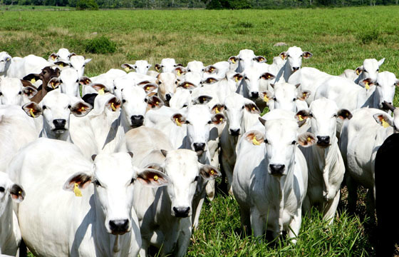 Embrapa apresenta importância da luz para produzir carne e leite Embrapa apresenta importância da luz para produzir carne e leite