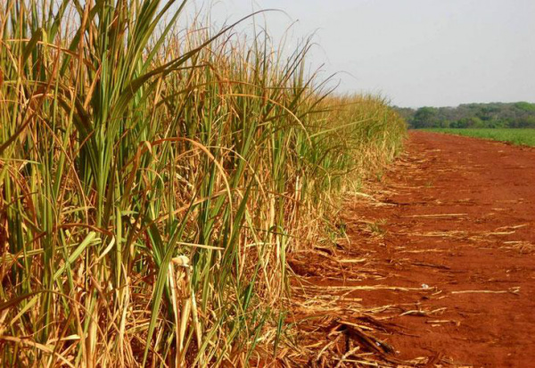 Pesquisadores trabalham para desenvolver a primeira transgênica de cana Um dos desafios do setor sucroalcooleiro nos últimos anos tem sido encontrar variedades resistentes às condições climáticas.Foto: Gustavo Bonato, Canal Rural