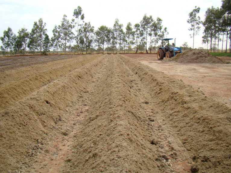 Leiras de vermicomposto por: Ivo de Sá Motta