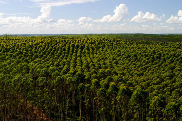 Mato Grosso do Sul já tem condições de ter 5 milhões de hectares com florestas plantadas Foto: Divulgação