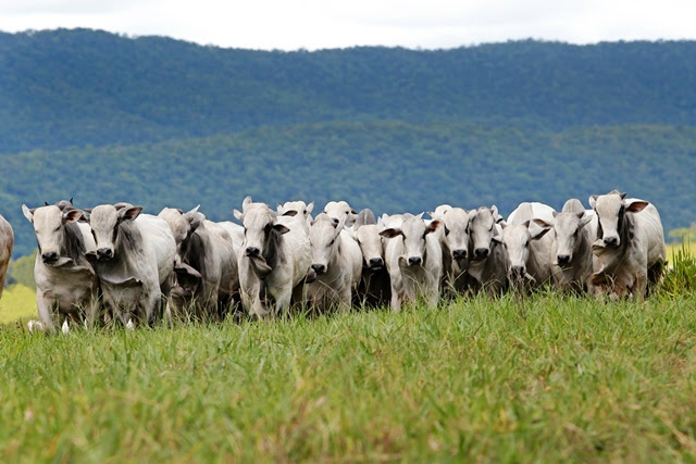 A abertura de novos mercados desafia a indústria, mas, principalmente, o pecuarista, afirma JBS A abertura de novos mercados desafia a indústria, mas, principalmente, o pecuarista, afirma JBS