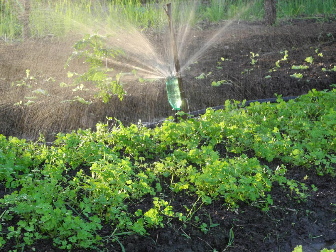 Tecnologias de baixo custo são destaque em Feira Agroecológica de Sementes Nativas e Crioulas no MS