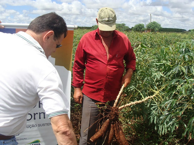 O Senar/MS oferece ainda, curso de Produtor de Mandioca e oferece ATER - Assistência Técnica e Extensão Rural