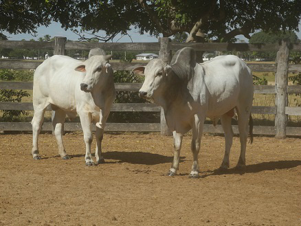 Embrapa Pantanal leiloa touros com genética melhorada Foto: Divulgação