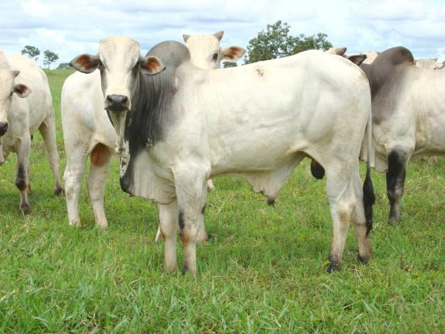 Mercado do boi gordo calmo no fechamento da semana Foto: Divulgação