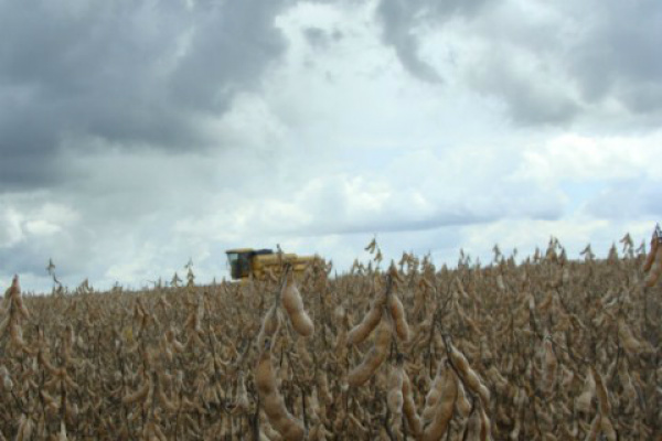 MS supera problemas climáticos e produz maior safra de soja de sua história Nesta safra o município campeão de produtividade em MS, conforme dados do SIGA-MS, foi São Gabriel do Oeste, com 3.553 quilos por hectare.Foto: Divulgação