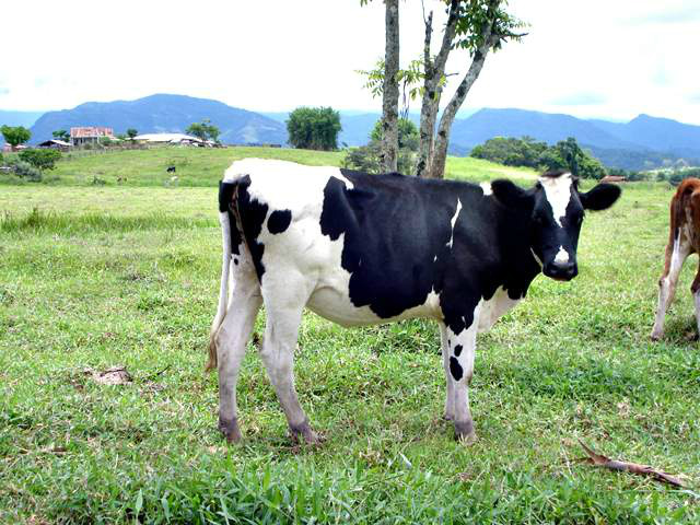 Engorda de novilhas alcança bonificação de até R$ 7,20 por @ Foto: Divulgação