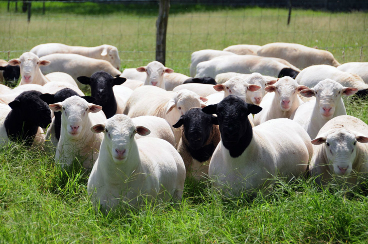 Frigorífico de ovinos e caprinos vai estimular produção no Tocantins Foto: Divulgação