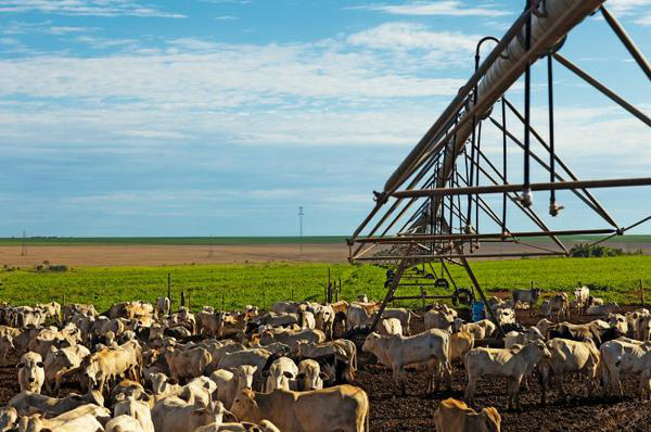 ILP potencializa produção de carne na recria Foto: Divulgação