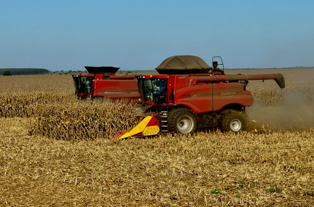 Ausência de chuvas eleva para 35% colheita do milho safrinha em MS Foto: Divulgação
