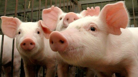Produtor de suínos supera desafios do setor e busca qualidade de vida dos animais Foto: Divulgação