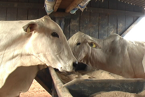 Preço da carne de boi vai às alturas e limita o cardápio do consumidor Foto: Divulgação
