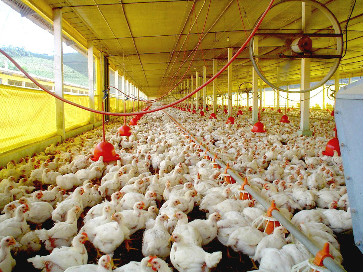 Exportação de frango ao Oriente Médio cresce 10,6% Foto: Divulgação