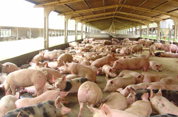 Suínos: Exportação e maior liquidez interna elevam preço da carne Foto: Divulgação