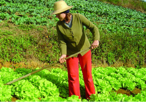 FAO: Mulheres rurais devem ter mais acesso à terra para erradicar a fome