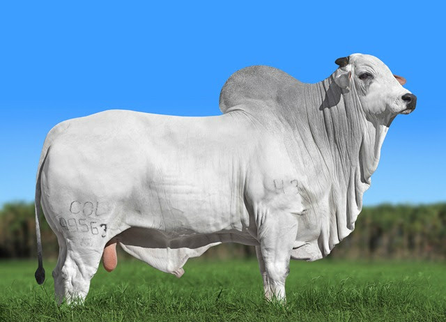 Bovinos de MS comprovam impacto da genética na produção e são destaque em evento nacional Foto: Divulgação