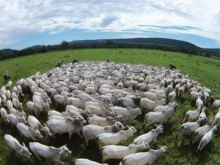 Fazenda investe em ferramenta online e inova na comercialização de touros Foto: Divulgação