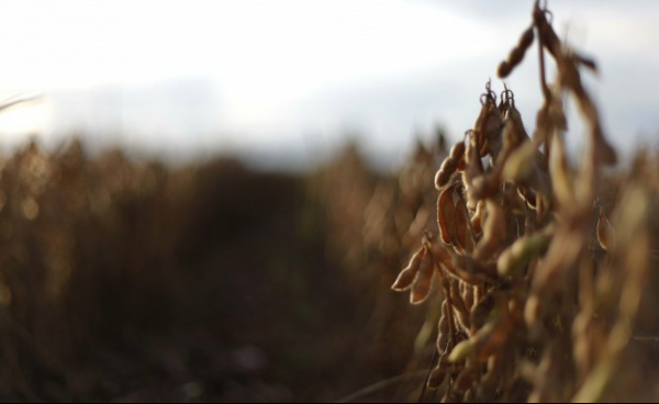 Trio sul-americano da soja deve colher quase 150 mi de toneladas em 2013/14 USDA aponta para crescimento de mais de 10 mi de ton. na produção de Brasil, Argentina e Paraguai na próxima temporadaJonathan Campos/Gazeta do Povo