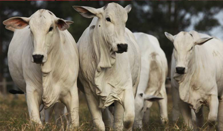 Pela 1ª vez, Brasil poderá exportar à Turquia gado vivo para engorda Foto: Divulgação
