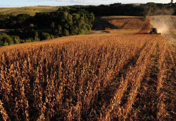 Fórum internacional debate crescimento da agricultura brasileira No Brasil, de 1975 a 2011, a produção agrícola aumentou em 230%, enquanto a área cresceu apenas 31%.Foto: Tadeu Vilani / Agencia RBS