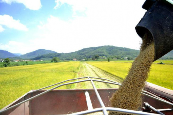 Mercado equilibrado reduz intervenções da Conab em 2012 Menor necessidade de intervenção demonstra que 2012 foi um ano favorável para o produtor rural.Foto: Diorgenes Pandini / Agencia RBS