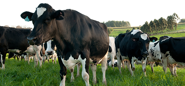 Fortalecendo a cadeia leiteira familiar Foto: Divulgação