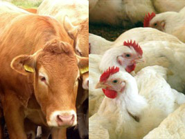 Boi/Cepea: aumenta diferença entre preços das carnes de boi e de frango Foto: Divulgação