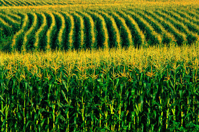 Milho: Em Chicago, preços iniciam pregão desta 3ª feira com ligeiras perdas Foto:Divulgação