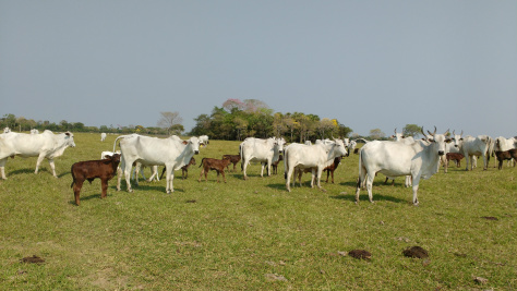Simpósio sobre reprodução bovina é realizado no mês de setembro em Campo Grande Foto: Divulgação