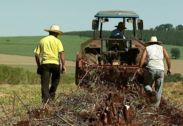 Melhora do rendimento de amido e necessidade de liberar áreas arrendadas devem manter produtores na colheita.Foto: Reprodução/Canal Rural