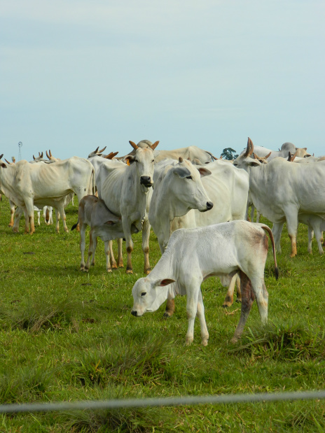 Estratégias de acasalamento em gado de corte Estratégias de acasalamento em gado de corte