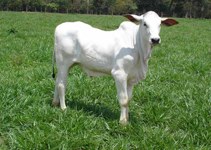 Baixa oferta de animais provoca aumento nos preços de bezerros Baixa oferta de animais provoca aumento nos preços de bezerros