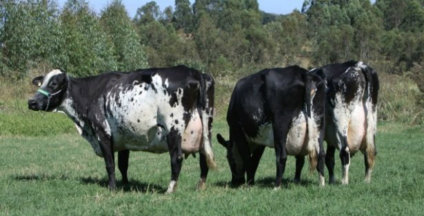 América Latina prepara acordo para importar experiência brasileira com Girolando Foto: Divulgação