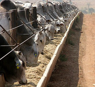 Mapa propõe sistema de alerta rápido de alimentos e rações Foto: Divulgação