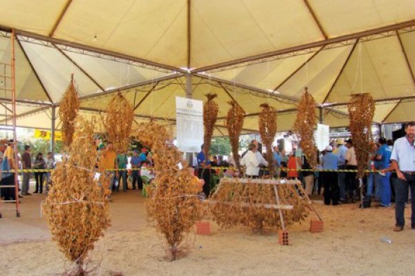 Evento em Mato Grosso do Sul escolhe maior pé de soja solteiro será promovida entre os dias 19 e 22 de abril, no Parque de Exposições de Laguna CarapãFoto: Divulgação