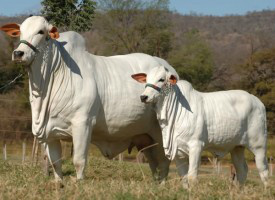 Simpósio sobre reprodução bovina é realizado no mês de setembro em Campo Grande Foto: Divulgação