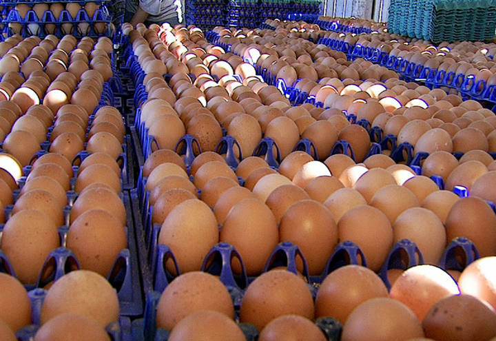 Em agosto produtor de ovos tem melhor desempenho nas vendas Em agosto produtor de ovos tem melhor desempenho nas vendas