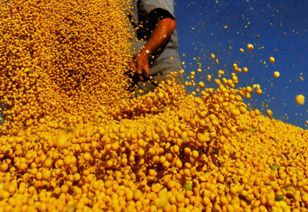 Soja tem preço satisfatório mesmo com a colheita no pico, aponta IBGE Safra do grão deve totalizar 80,927 milhões de toneladas.Foto: Tadeu Vilani