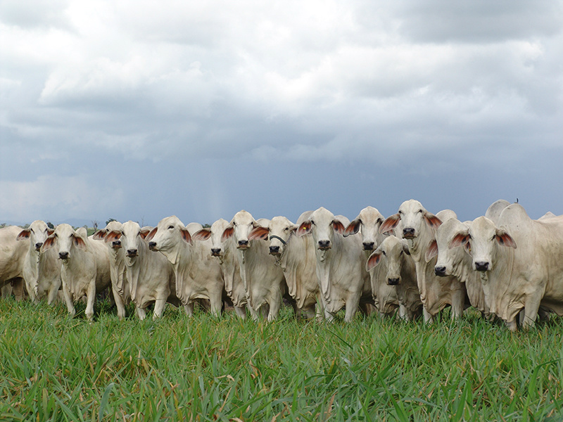 Após reabertura, Brasil exporta 9.400 bois vivos ao Iraque Foto: Divulgação
