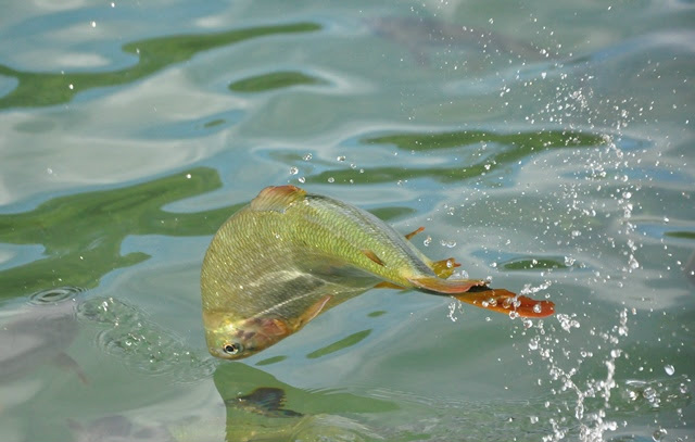 Para aumentar produção de pescado, Senar/MS vai oferecer cursos de piscicultura Foto: Divulgação