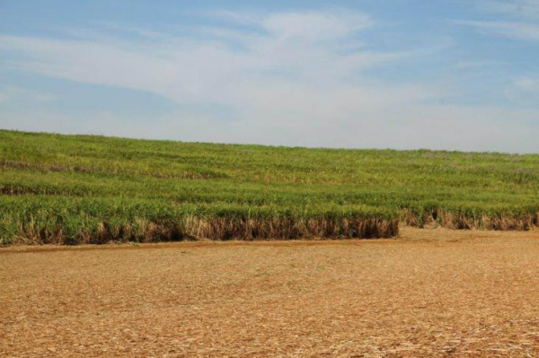 Previsão da Conab para safra 2013/14 de cana é 11% superior à obtida na anterior Segundo a Conab, também houve elevação da área de corte de cana.Foto: Divulgação/Siamig